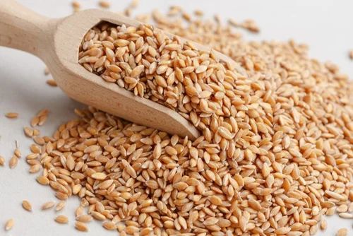 M.p Sharbati Wheat Grain