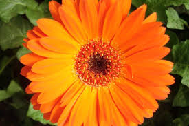 Gerbera Flower