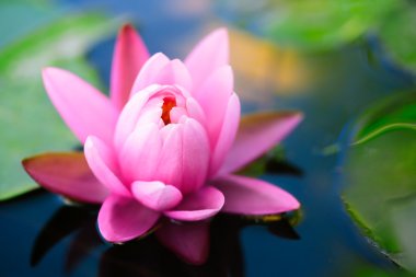 Fresh Flower