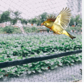 Anti Bird Net