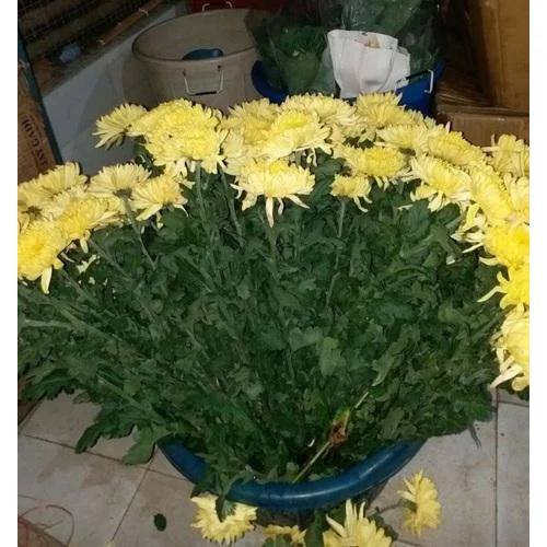 Yellow Chrysanthemum