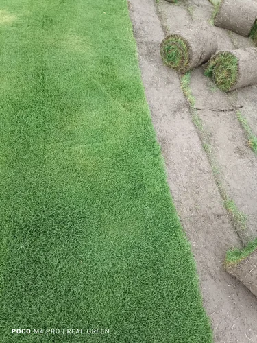 Nilgiri turf grass