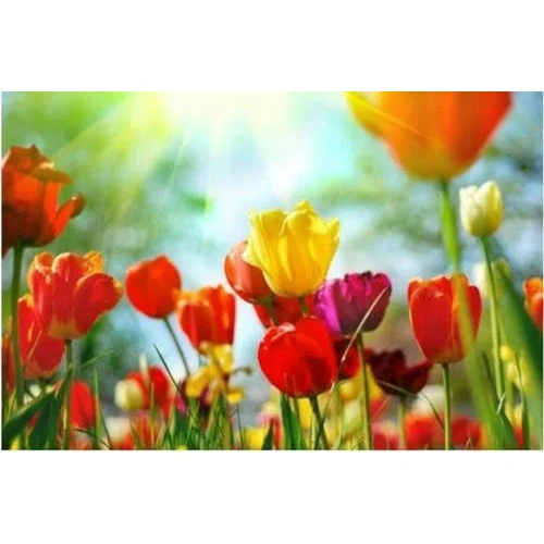 Tulip Natural Flower