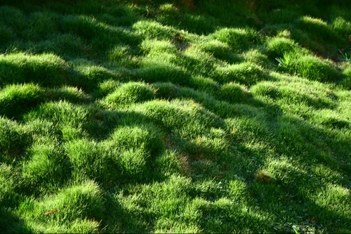 Zoysia tenuifolia / 