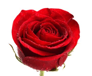 Rose Flower