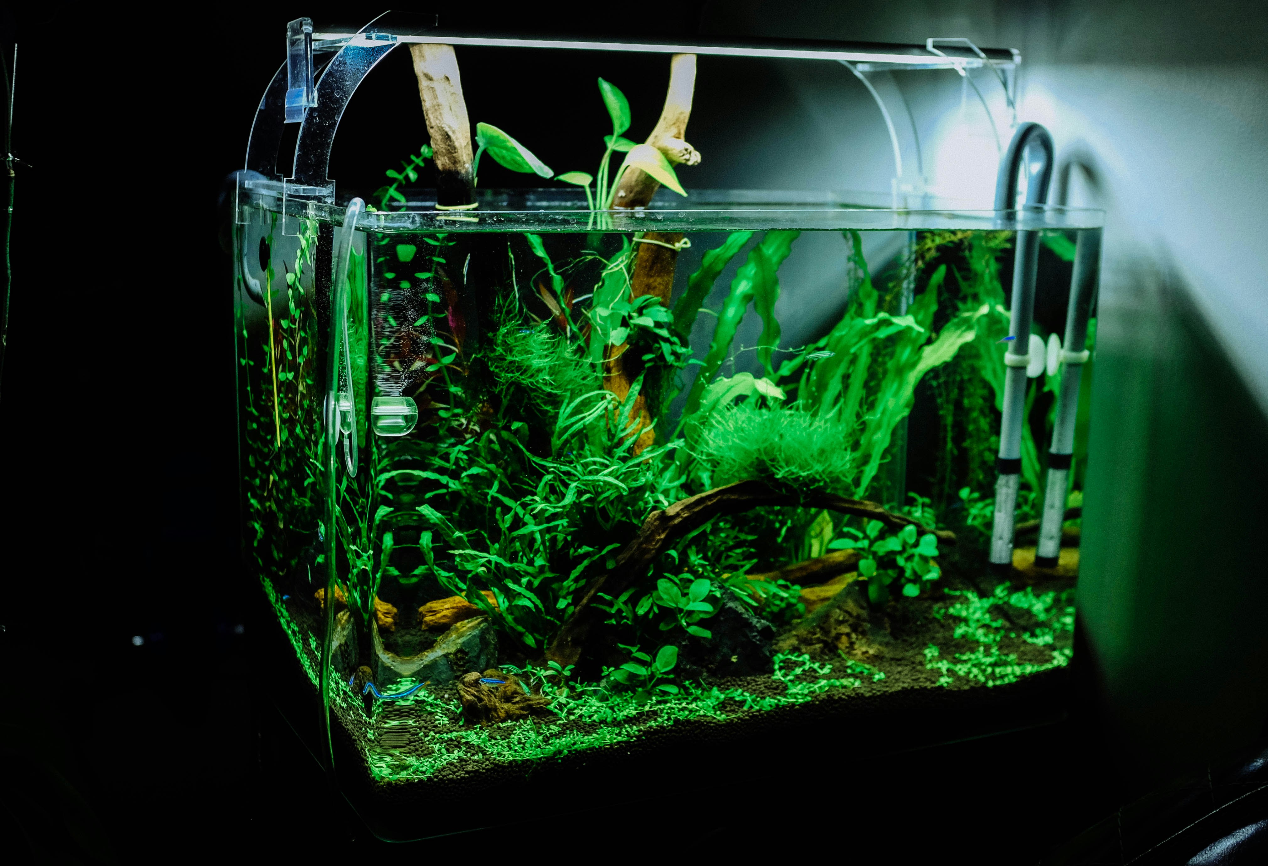 Aqua Culture, Aquarium & Suppl..