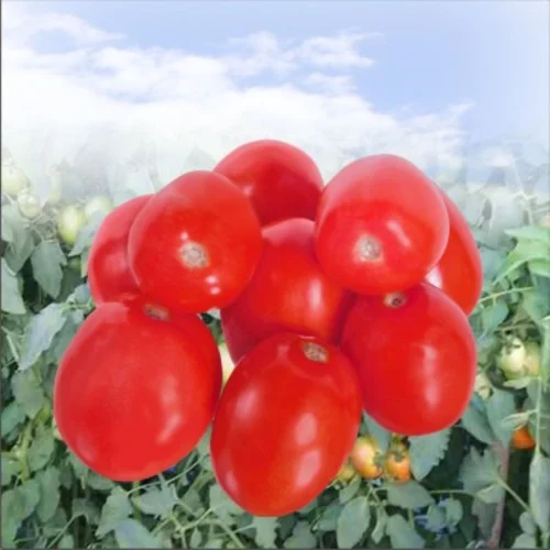 Gaurav Tomato Seeds