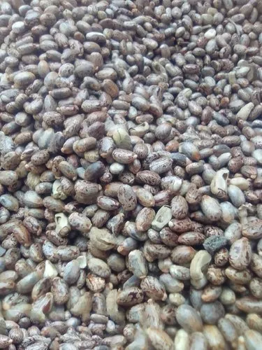 Dried Castor Seed