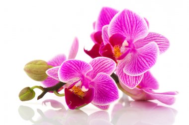 Orchids