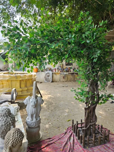 One Side Ficus Tree