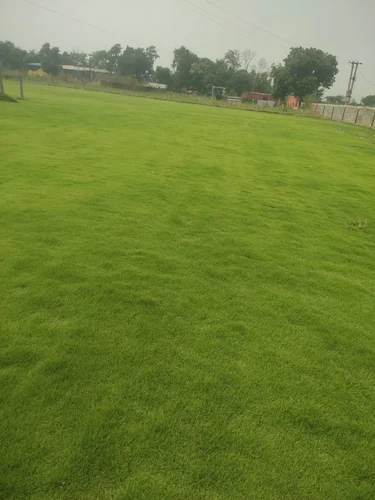 Nilgiri Carpet Grass