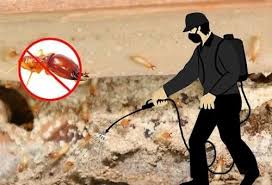 Termite Control Services for Homes