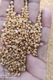 Sona Moti Wheat