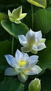 Lotus Flower