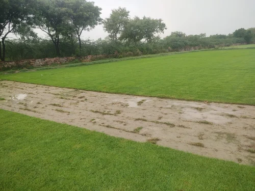 Natural Korean Grass