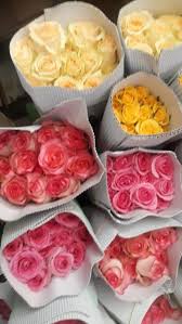 Rose flower