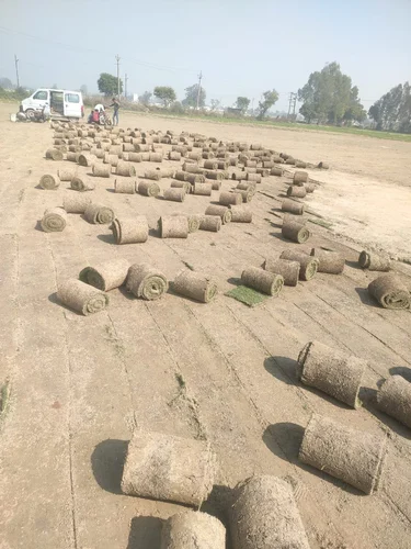 Natural Ground Grass
