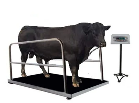 Animal Weighing Scal