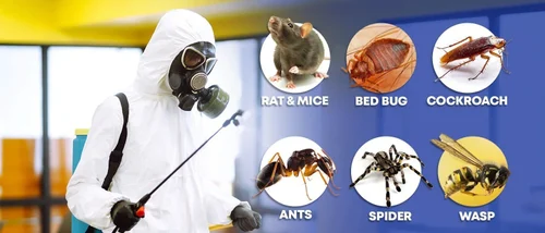 Spider Pest Control Services