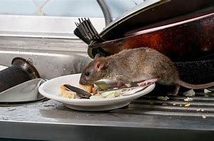 Rat Pest Control Ser