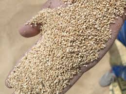White Bold Quinoa