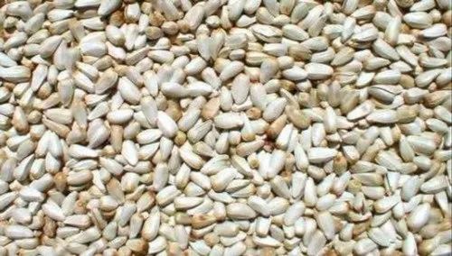 American Kesar Seed