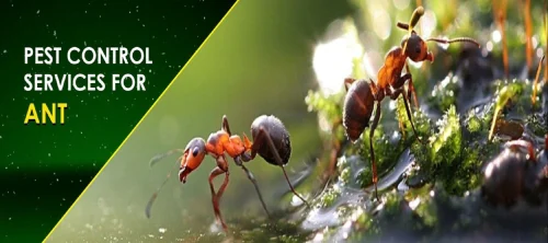 Ant Pest Control Services