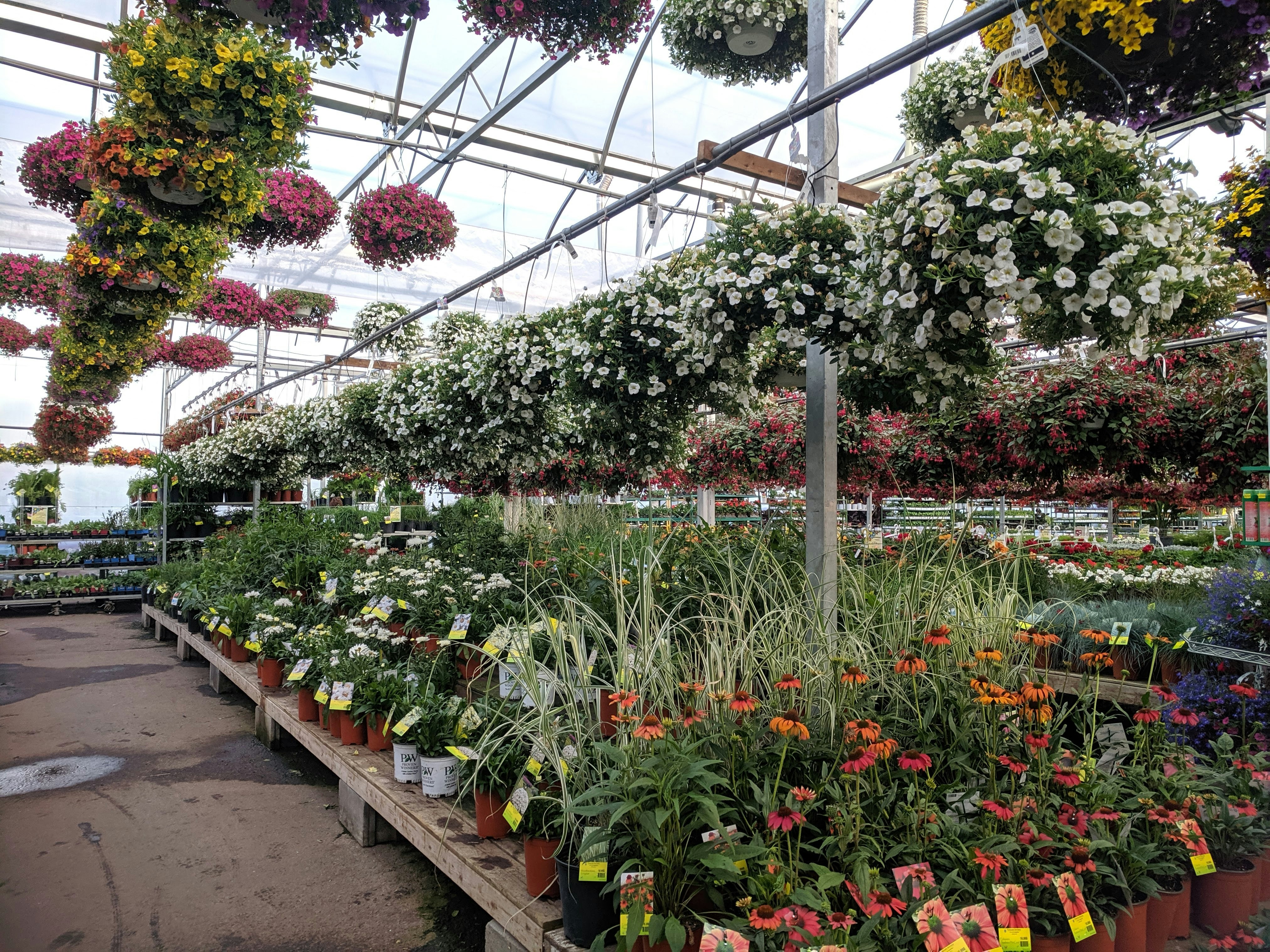 Fresh Flowers, Plants & Trees