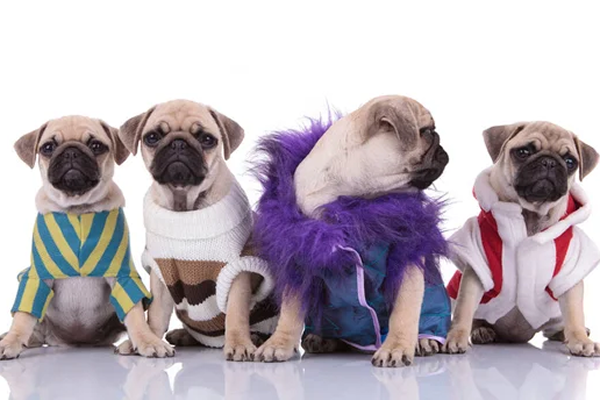 Animal Costumes & Accessories