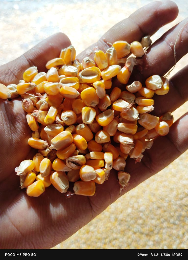 Maize