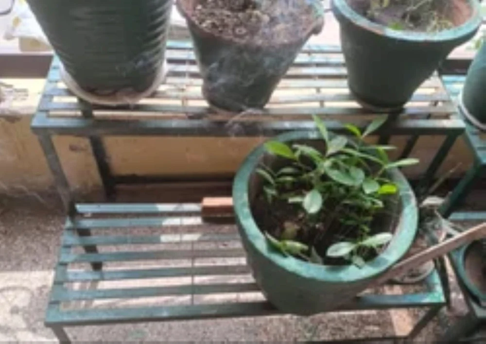 Polished MS Garden P