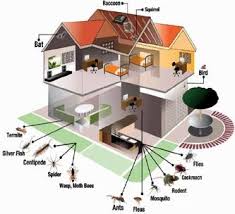 Household Pest Control Service