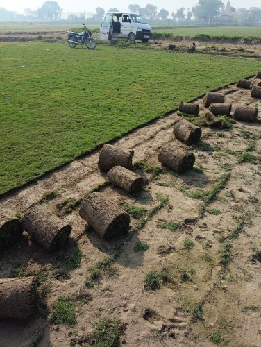 Korean carpet grass