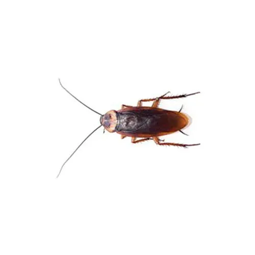 Cockroaches Pest Control Services