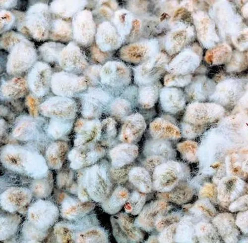 Cotton Seed