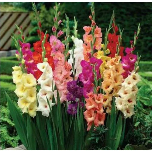 Gladiolus Natural Fl
