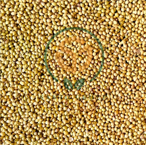 Dried Coriander Seed