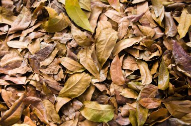 Dry Leaves