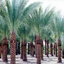 Date Palm