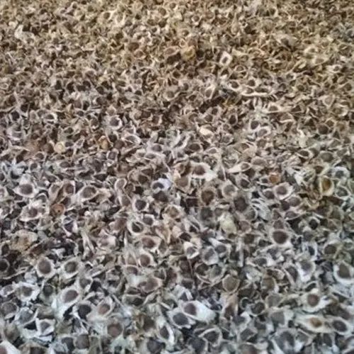 Organic Moringa Seed