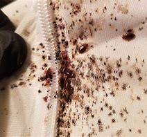 Bed Bugs Pest Contro
