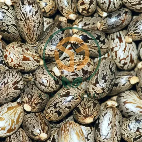 Castor Oil Seeds