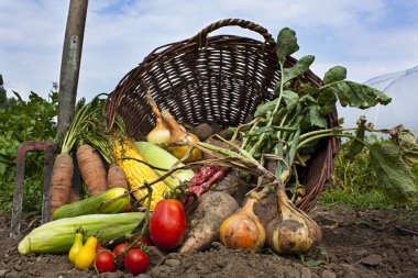 Organic Food Grains & Vegetabl..