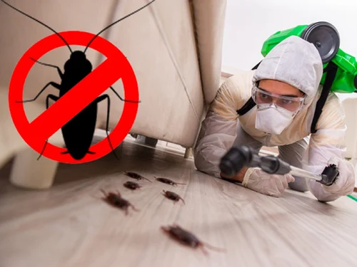 Cockroach Pest Control Services in Delhi