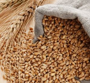 Wheat